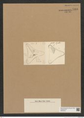 Diatomeae indet. Zeichnungen Sammlung Grunow Nr. 7584 (NHMW-BOT-W0376743)
